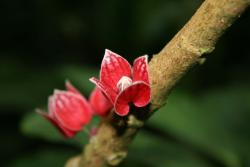 red exotic flower on tree.jpg
