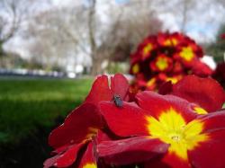 red exotic flower with yellow center.jpg
