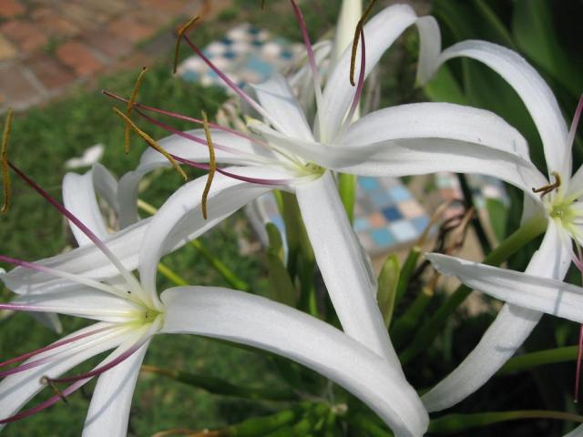 white tropical flowers gallery.jpg