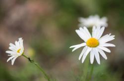 Daisy Flower Pictures