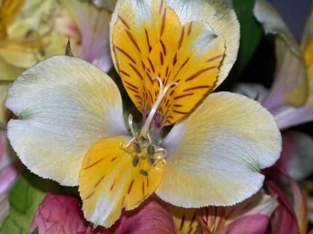 yellow exotic flower pic.jpg