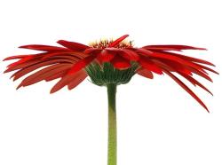 red daisy.jpg
