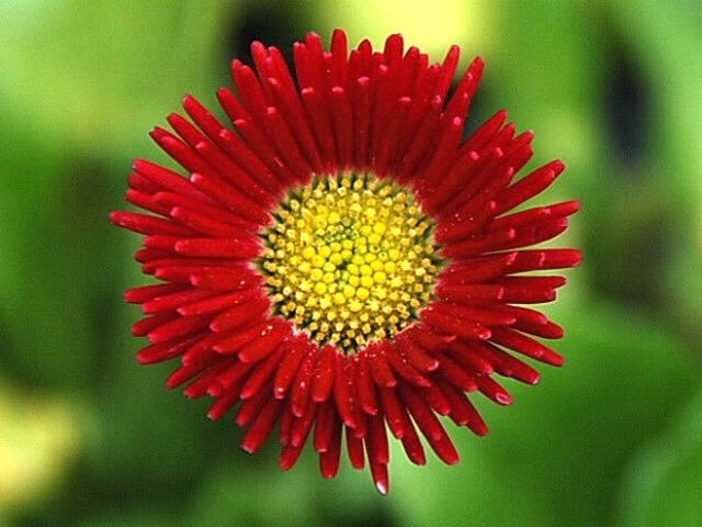 red daisy yellow center.jpg