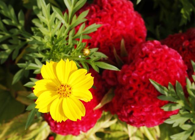 bright yellow annual flower picture.jpg