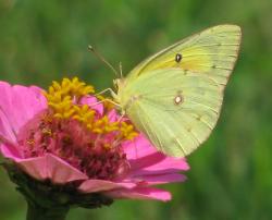 Annual Flowers Gallery
