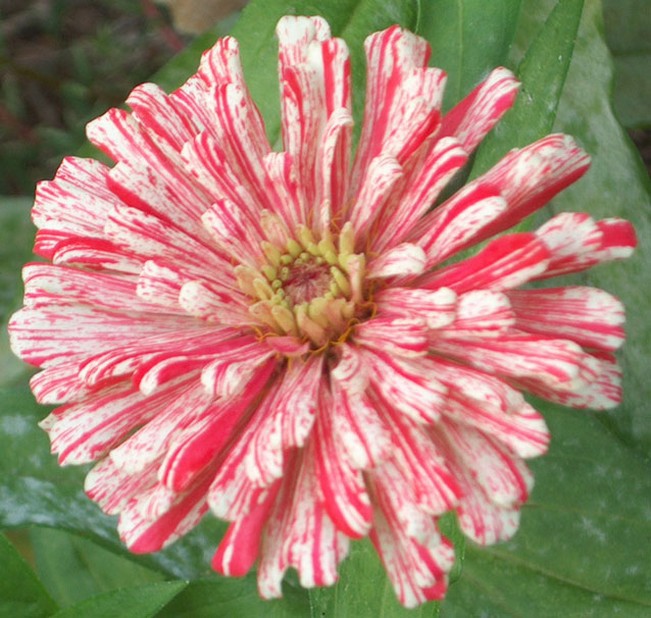 a beautiful annual flower for your garden.jpg