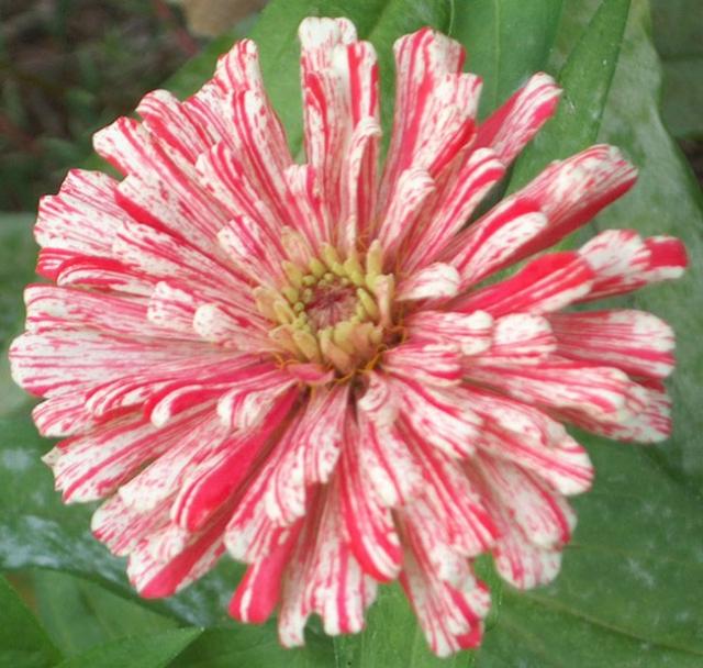 a beautiful annual flower for your garden.jpg