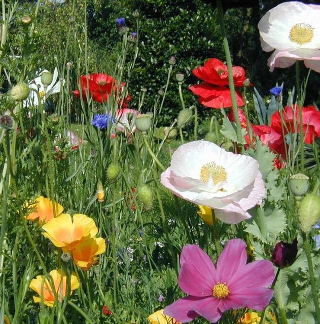 Annual Bed flowers picture.jpg