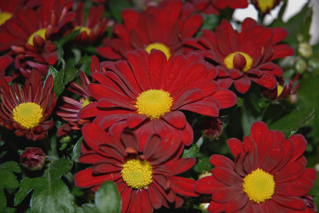 red daisy picture.jpg