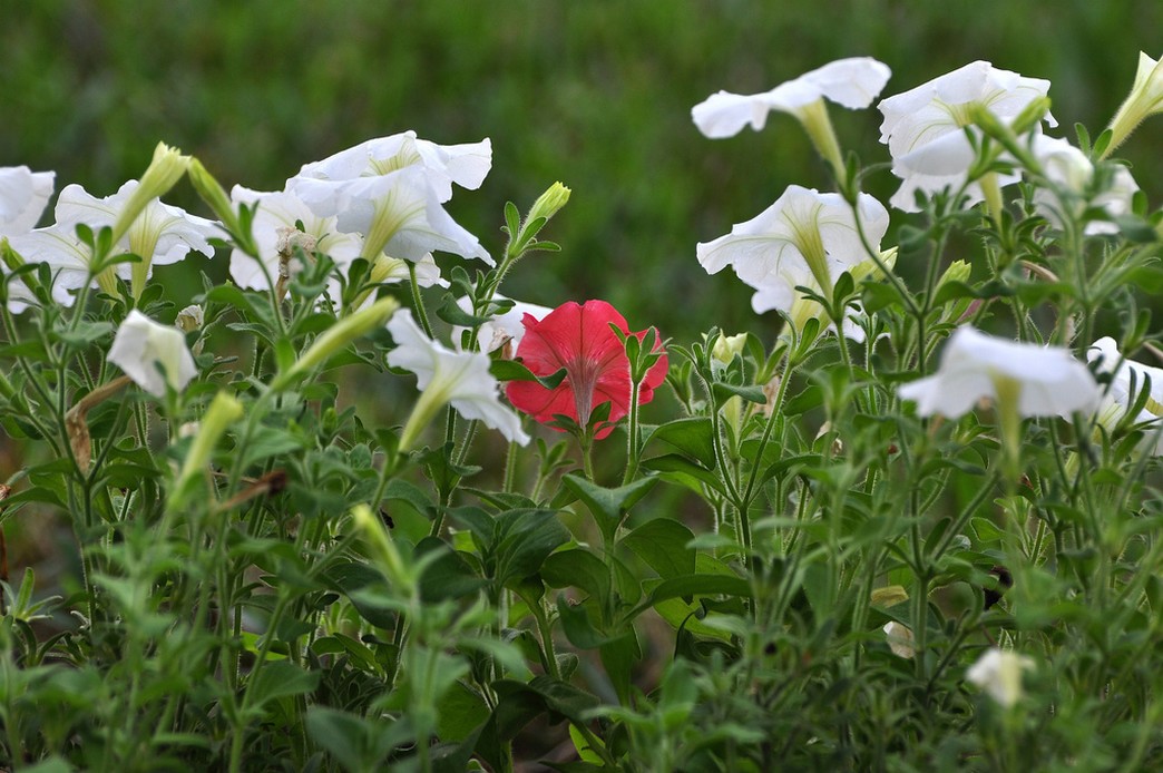 annual flowers in white and red.jpg