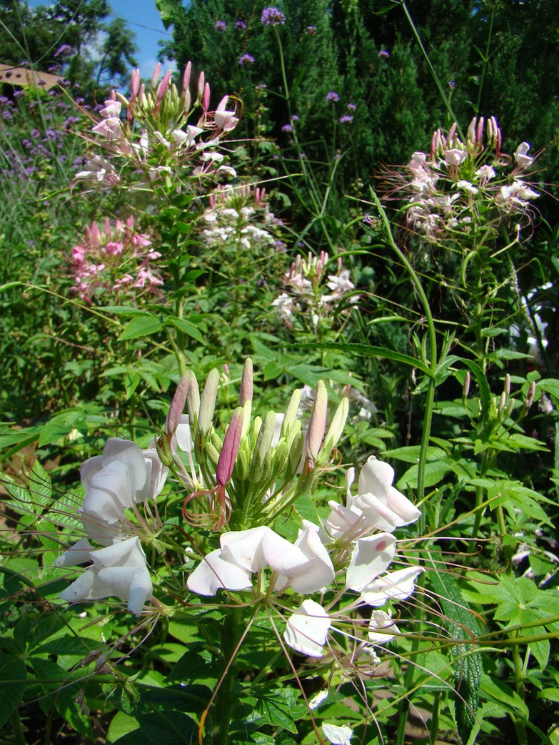 Annual garden flowers.jpg