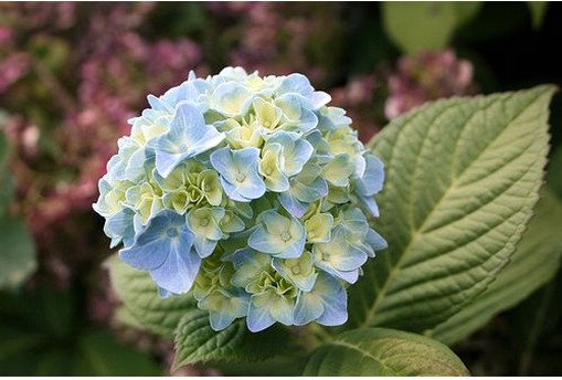 Blue Hudrangea annual flower.jpg