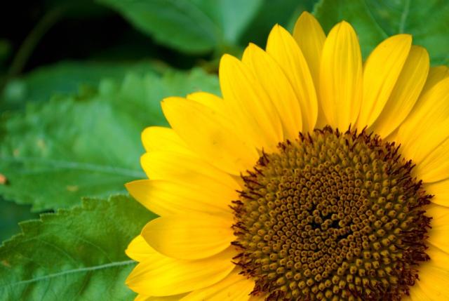 bright sun flowers_yellow annual flowers.jpg