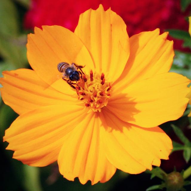 bright yellow annual flower photo.jpg