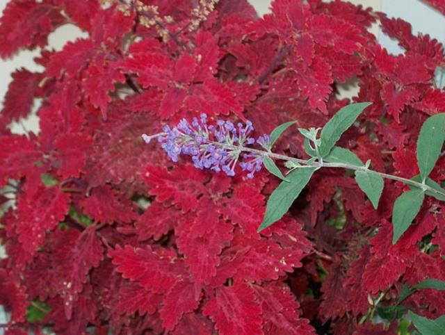 coleus butterfly bu annual in bright red.jpg