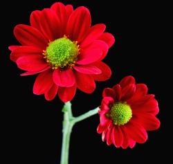 red daisy flowers with green center.jpg