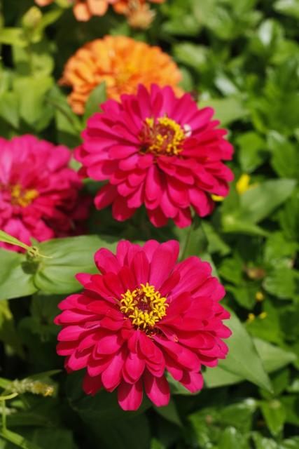 colorful annual flowers.jpg