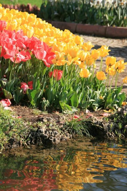 Colorful tulips annual flowers image.jpg