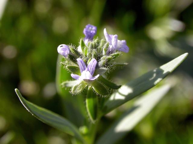 cute light purple annual flowers Linaria arvensis pictures.jpg