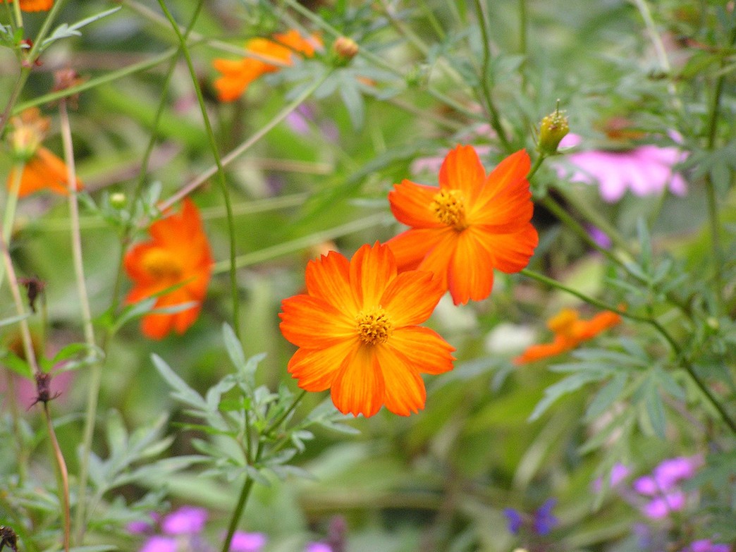 fall annual flowers in rich orange.jpg