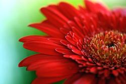 red daisy flower.jpg