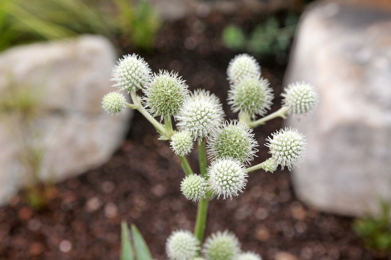 favorite annual flower.jpg