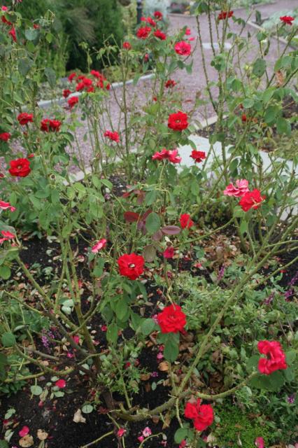 Floribunda Rose picture_a fragrant annual flower.jpg