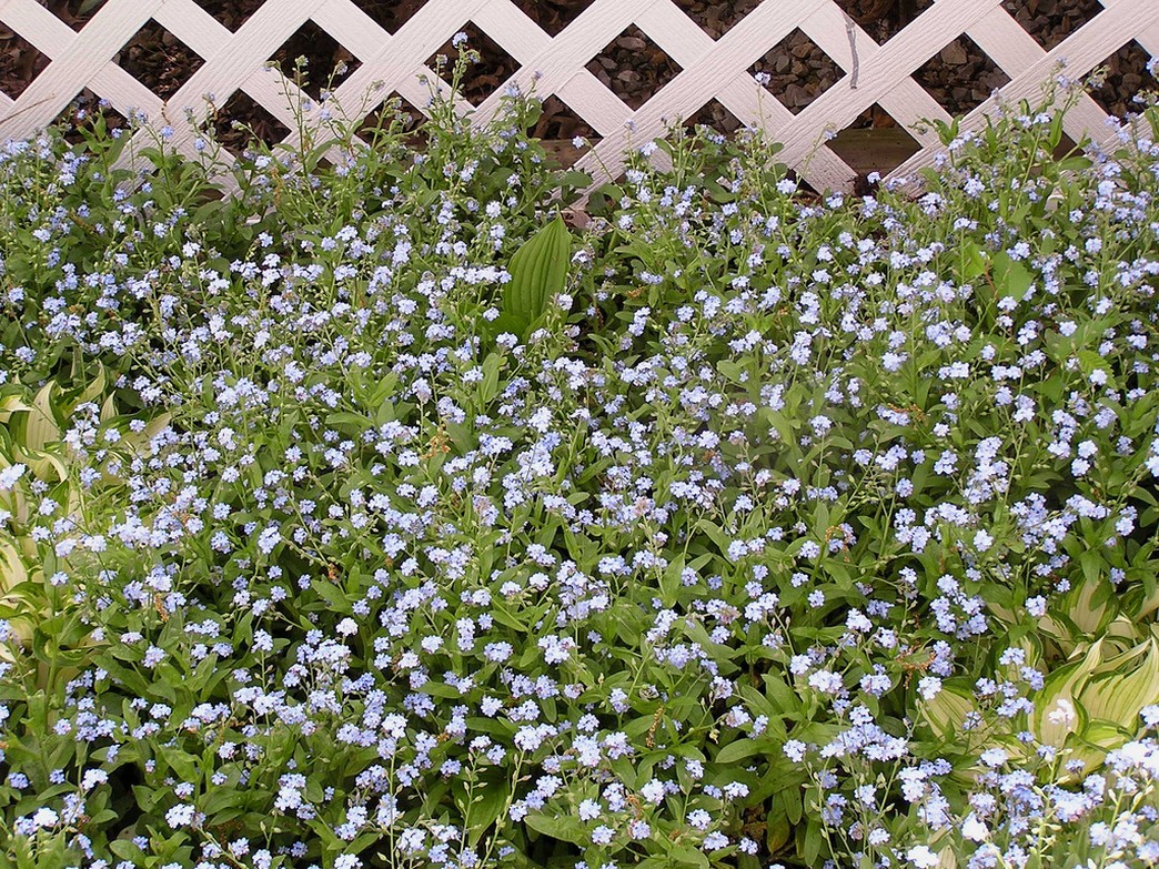 Forget Me Not annual garden flowers picture.jpg