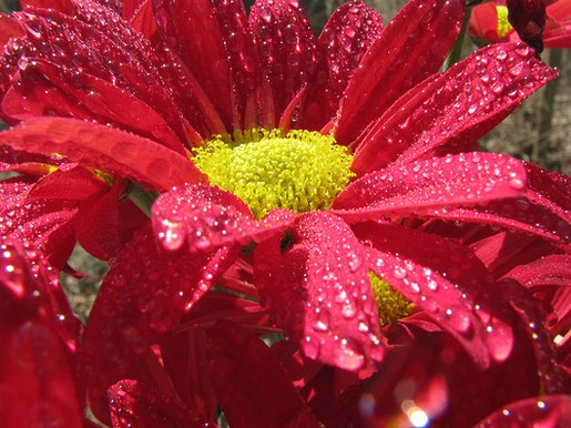 red daisy flower with yellow center.jpg