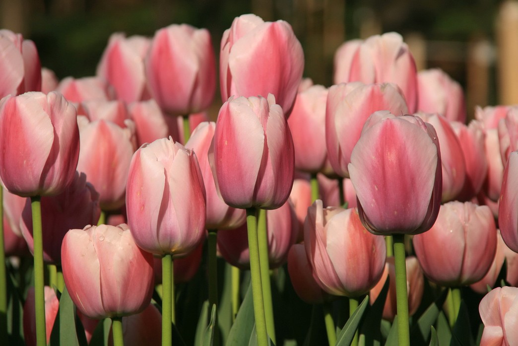 hardy annual flowers image.jpg