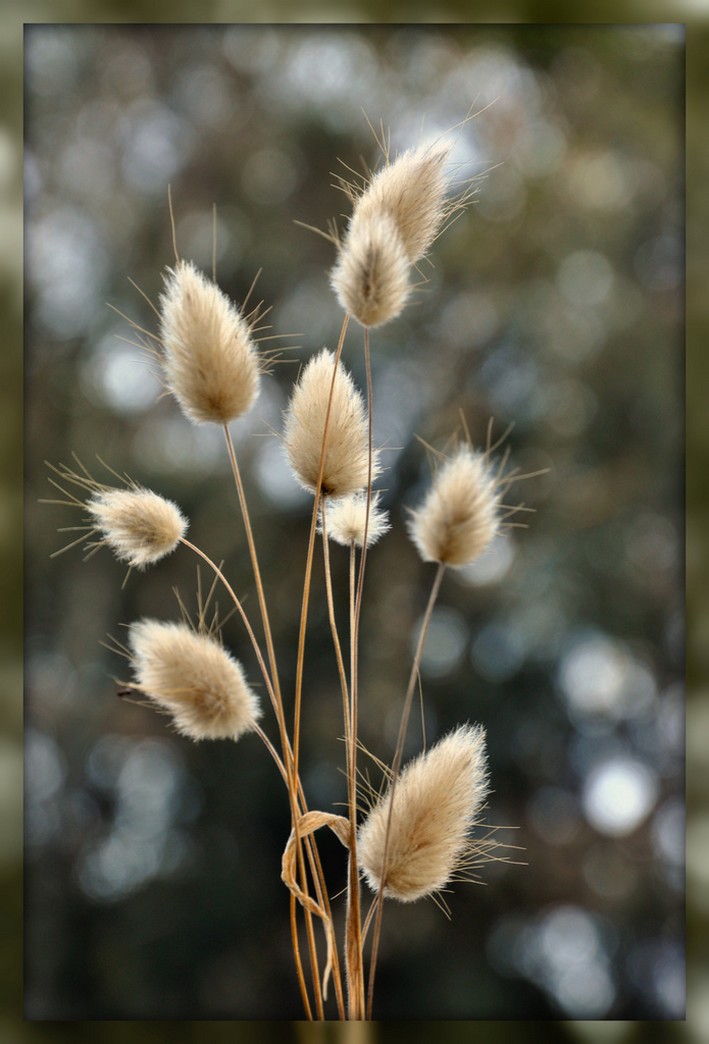 Hare's Tail Grass.jpg