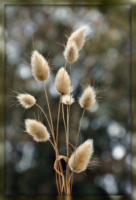 Hare's Tail Grass.jpg