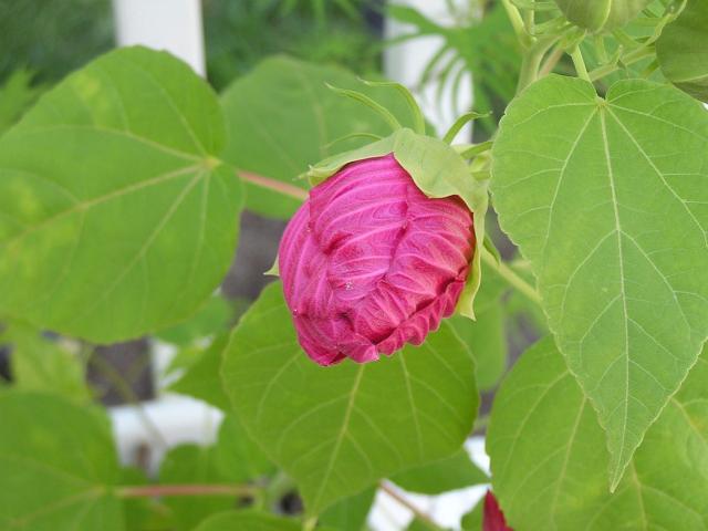 Hibiscus bud picture.jpg