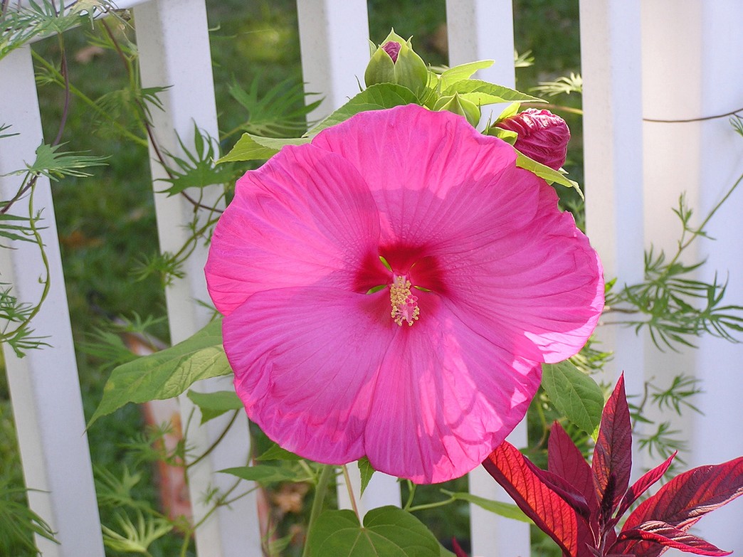hot pink annual flower Hibiscus under the strong sun.jpg