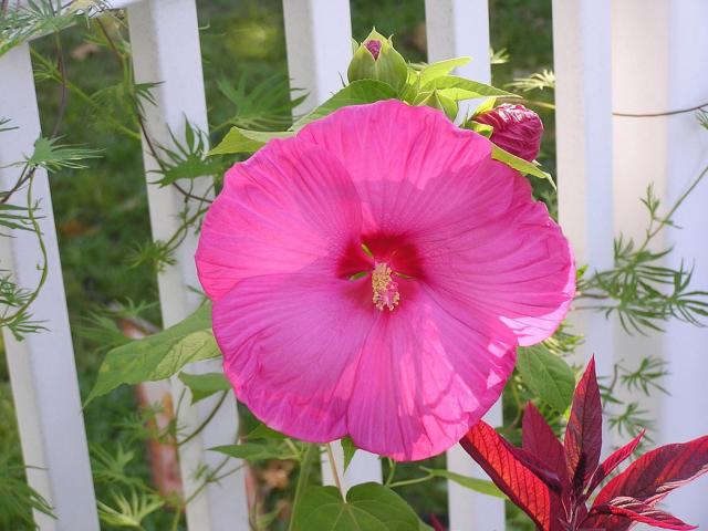 hot pink annual flower Hibiscus under the strong sun.jpg