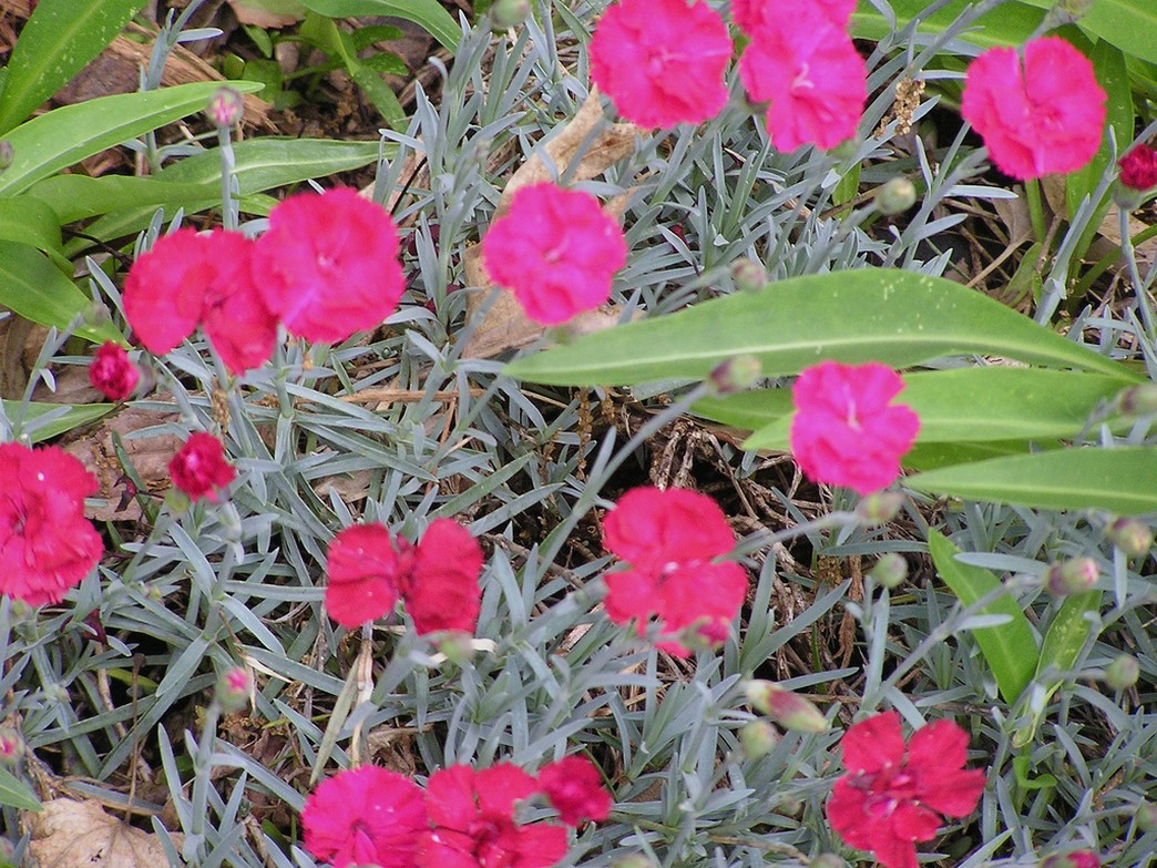 hot pink annual flowers Dianthus Cheddar.jpg