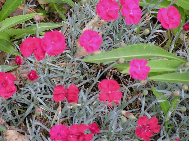 hot pink annual flowers Dianthus Cheddar.jpg