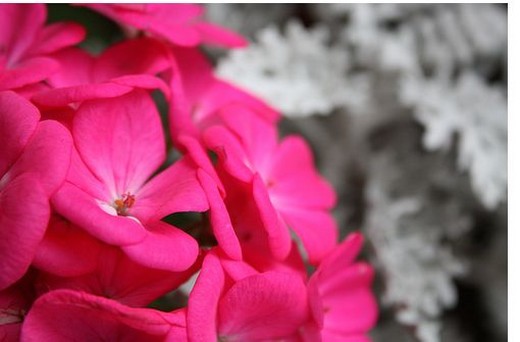 hot pink Geraniums winter annual flowers.jpg