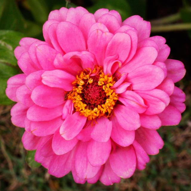 hot pink Sentosa flower.jpg