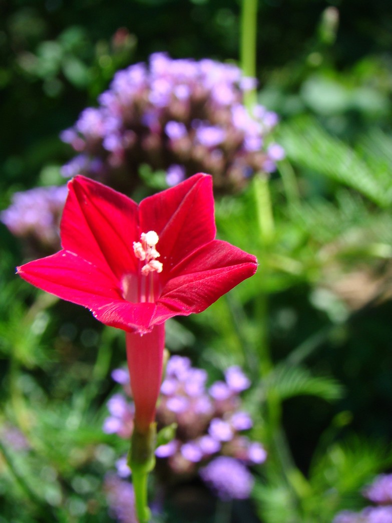 hot red Cypress Vine Macro flower picture.jpg