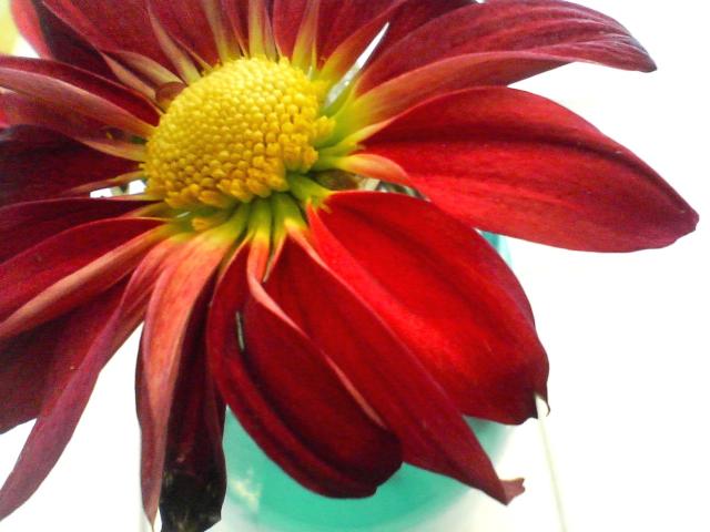 red daisy flower with yellow center photos.jpg