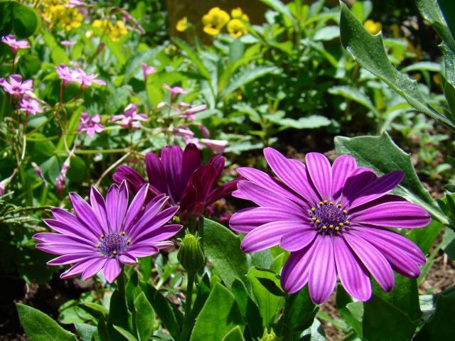 image of Purple Cape Daisy.jpg