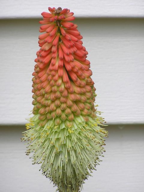 Image of Red Hot Poker_unique annual flower.jpg