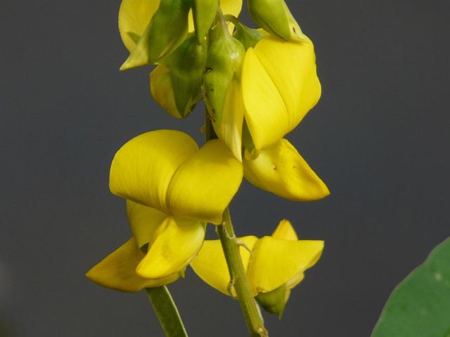Jangli sa is a good annual flower for north.jpg
