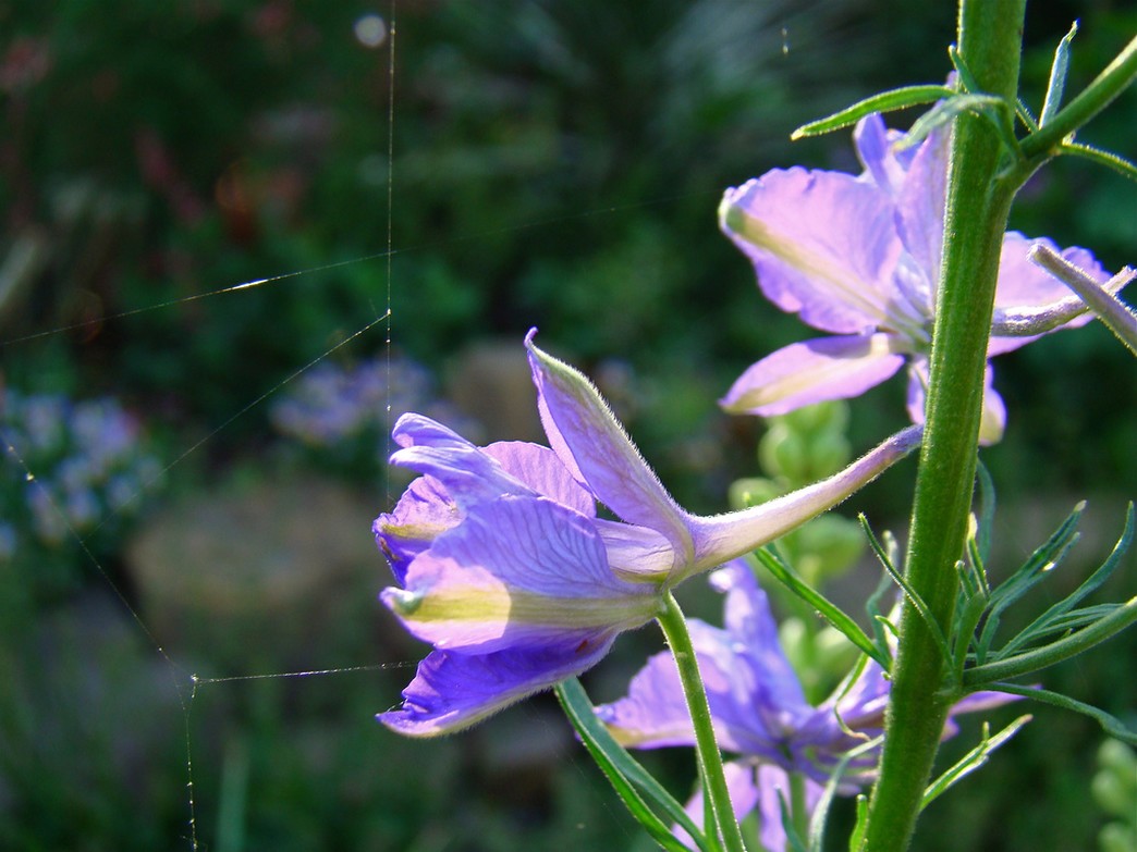 Larkspur flowers in purple.jpg