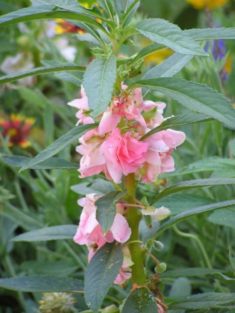 Light pink annual flowers Balsam.jpg