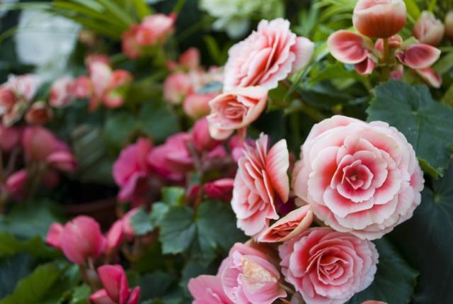 light pink roses flowers picture.jpg