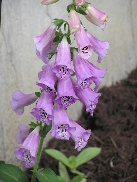 light purple annual flowers Foxglove.jpg