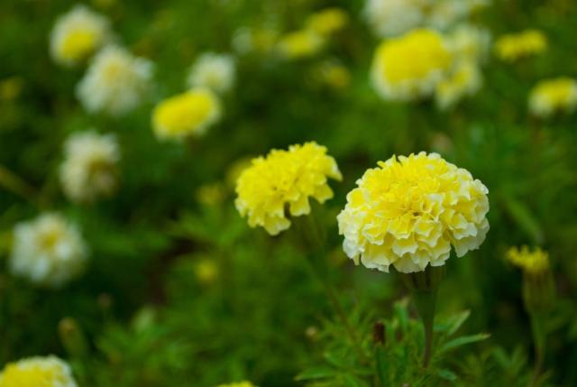light yellow annaul flowers pics.jpg