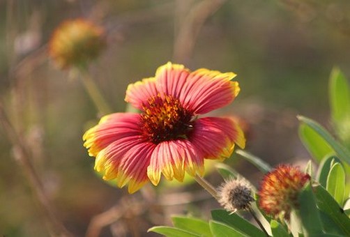 orange and yellow annual flowers photo.jpg